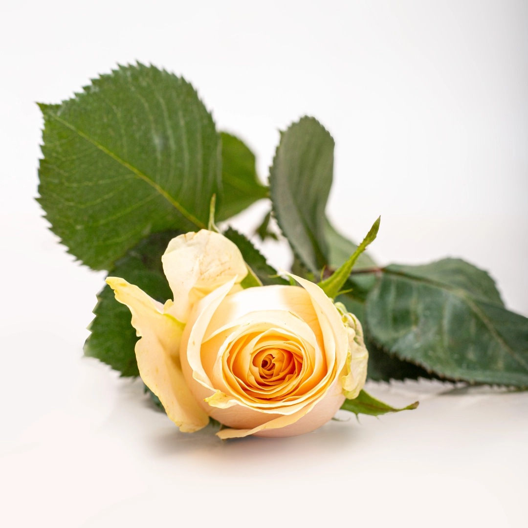 image (28) image (28)