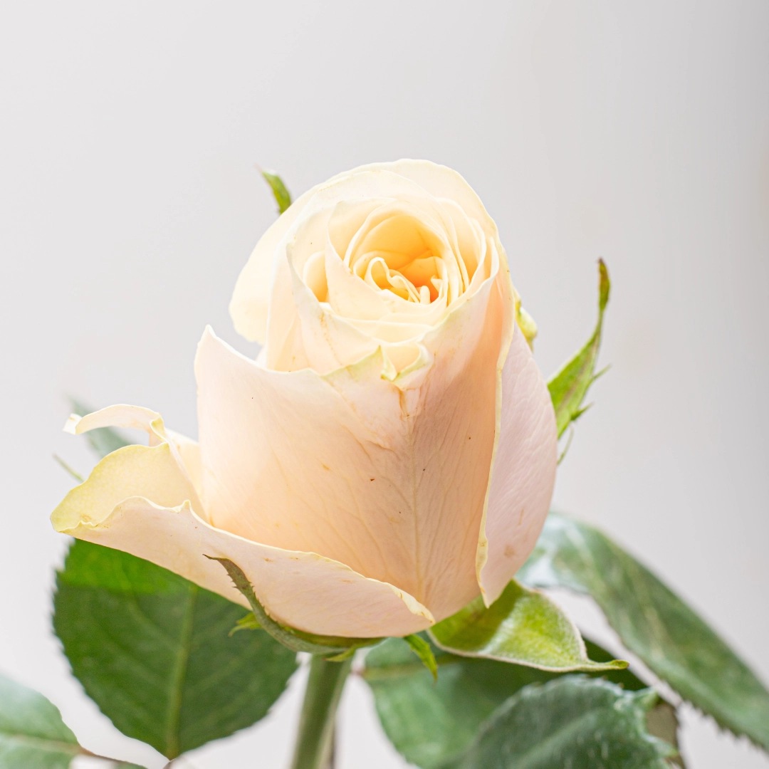 image (29) image (29)