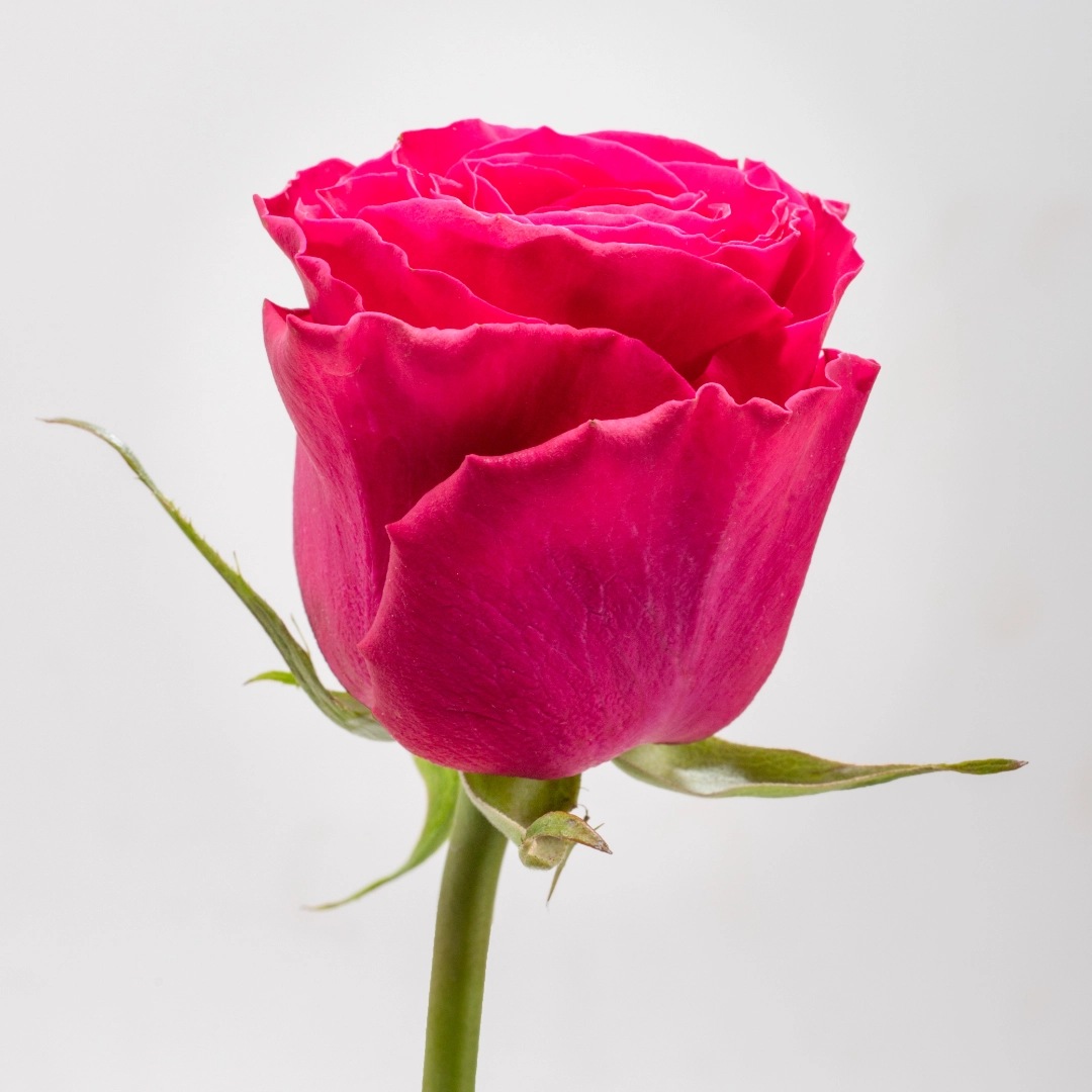 image (41) image (41)