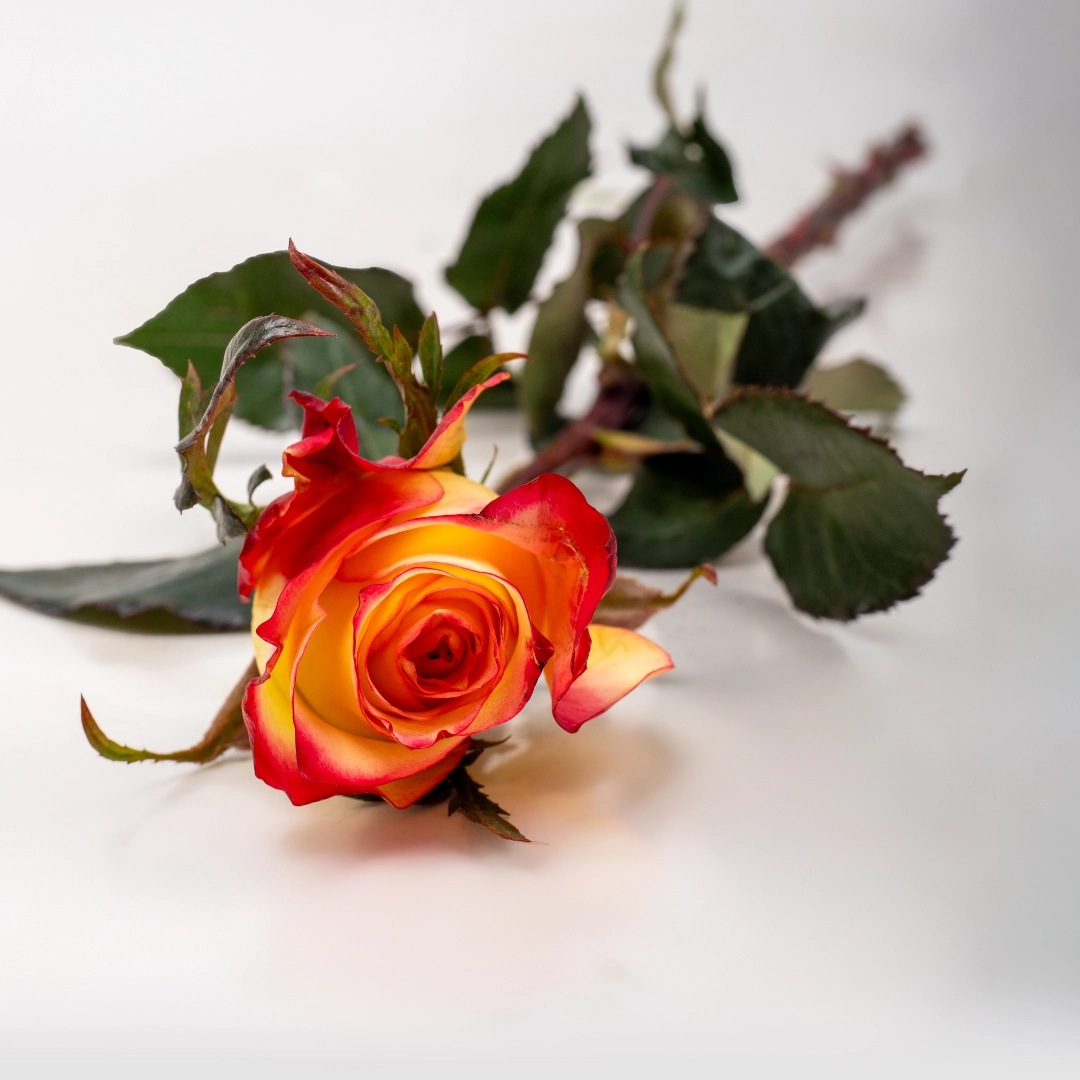 image (44) image (44)