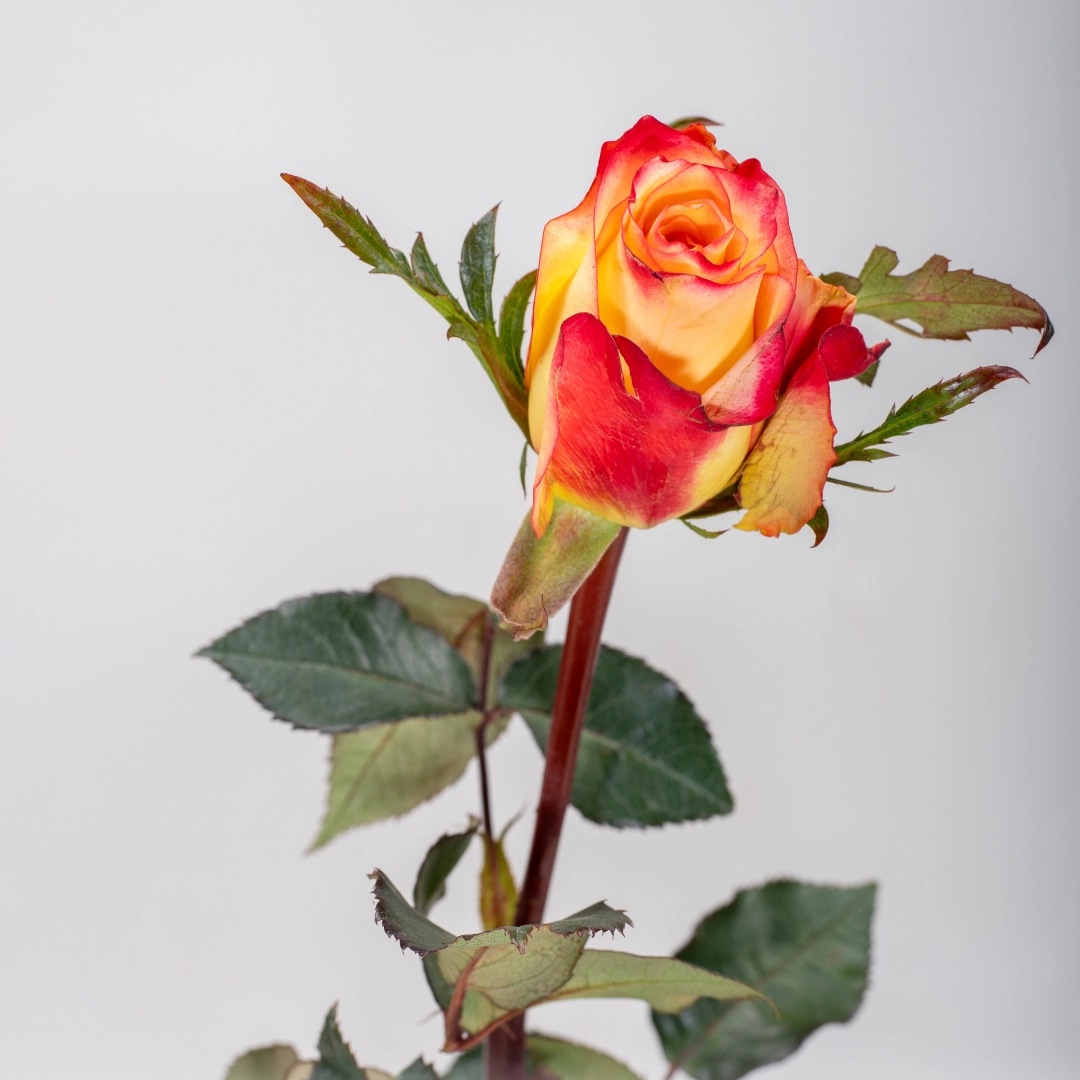 image (45) image (45)