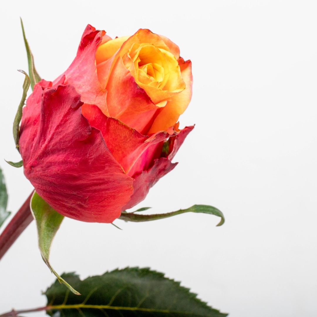 image (50) image (50)