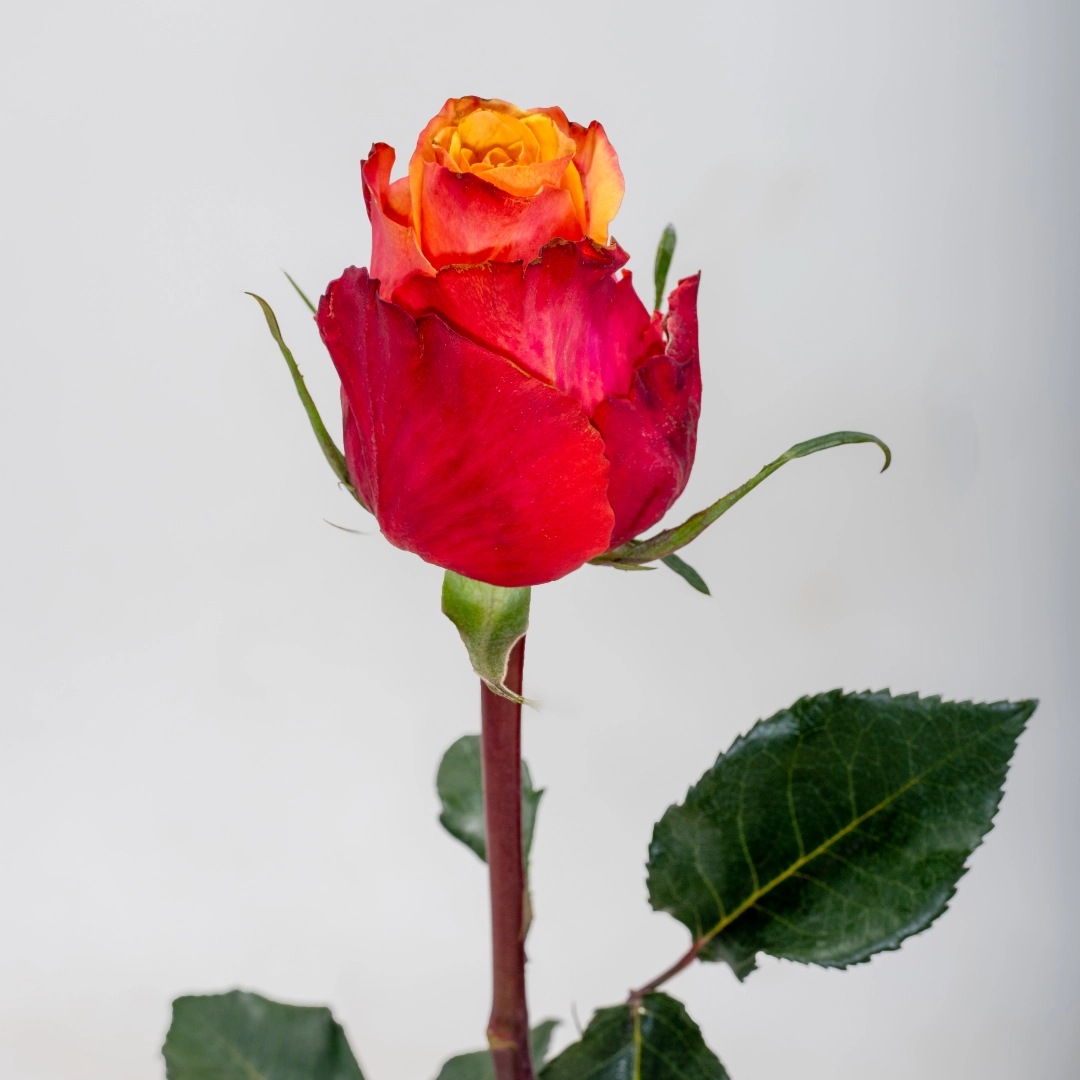 image (51) image (51)