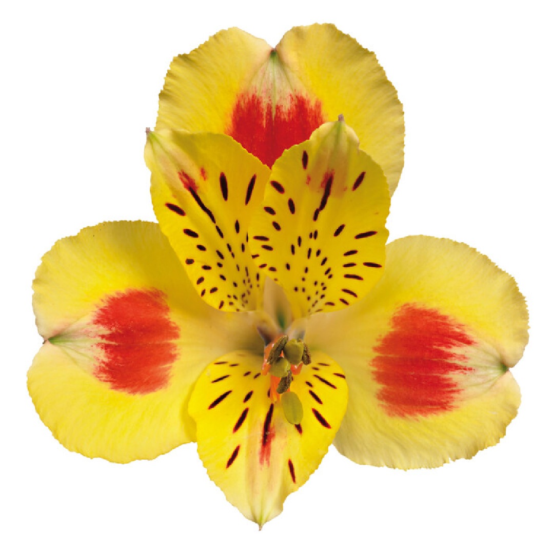 Alstroemeria Bali