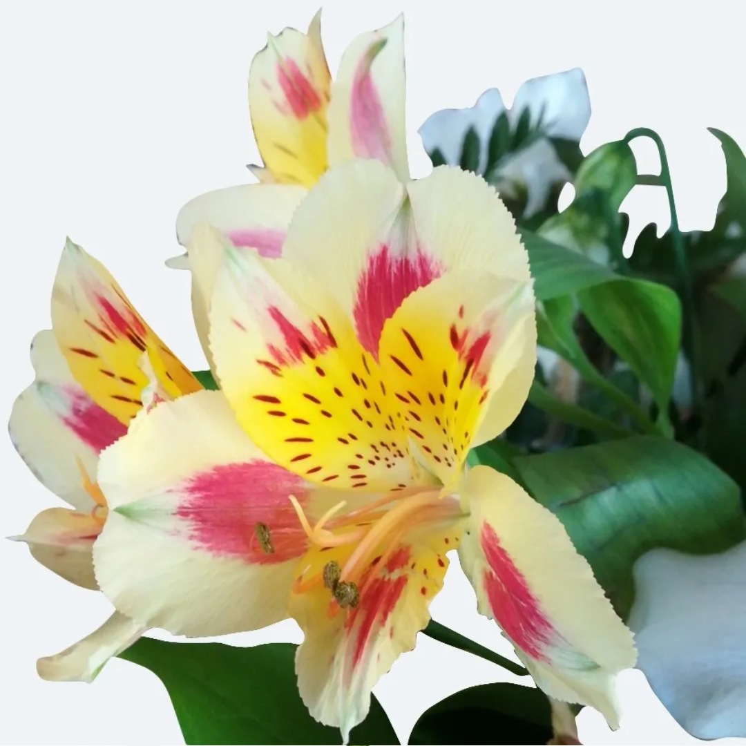 image (57) image (57)